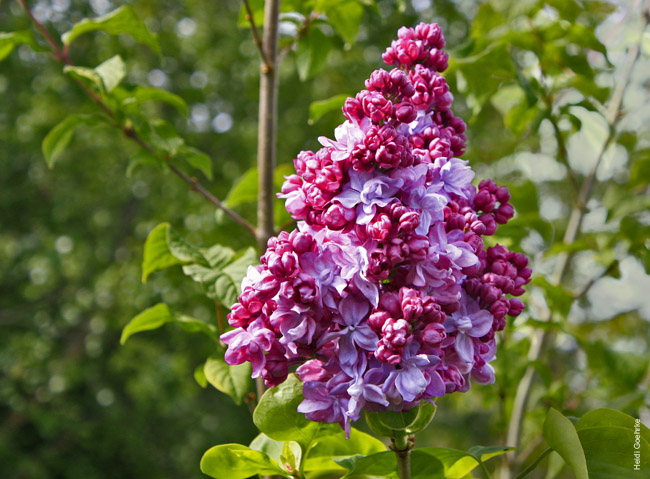 Lilac Tree 0442