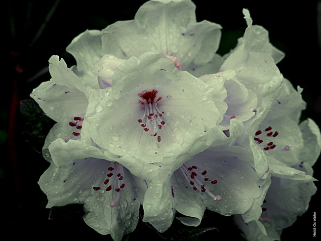 Rhododendron 0261