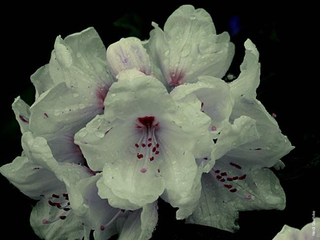 Rhododendron 0263