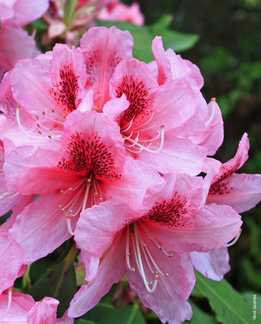 Rhododendron 0448a