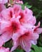 Rhododendron 0448a