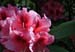 Rhododendron 0449