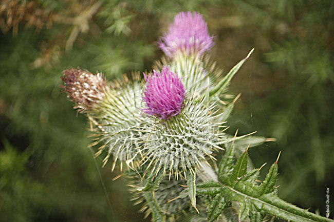 Merkinch LNR Thistle 2033