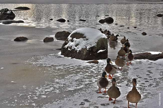 Loch Morlich - Ducks Crossing the Loch 1702