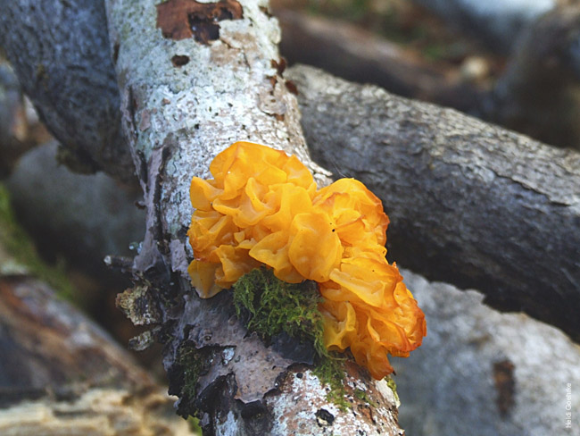 Yellow Brain Fungus in the Cawdor Woods 1225