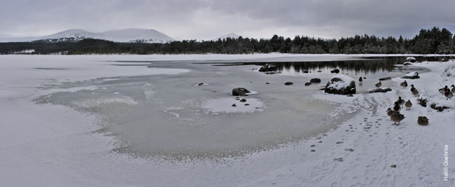 Loch Morlich - Frozen Loch