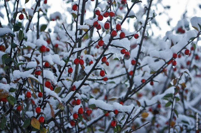 Red Berries under the Snow 1504