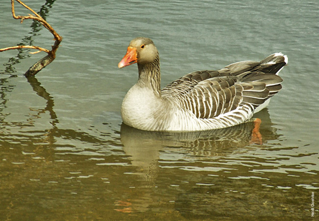 Oxford Goose 0553