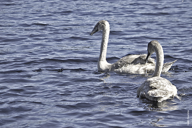 Swans at Fort Augustus  1033