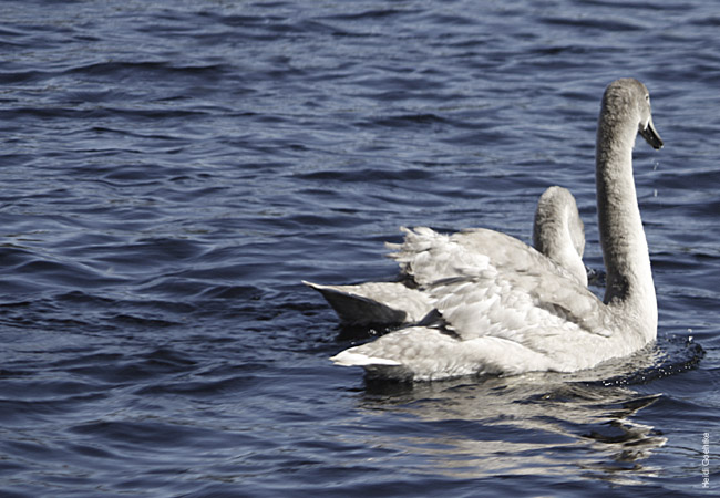 Swans at Fort Augustus 1024