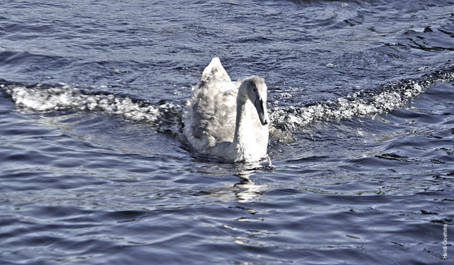 Swans at Fort Augustus 1026