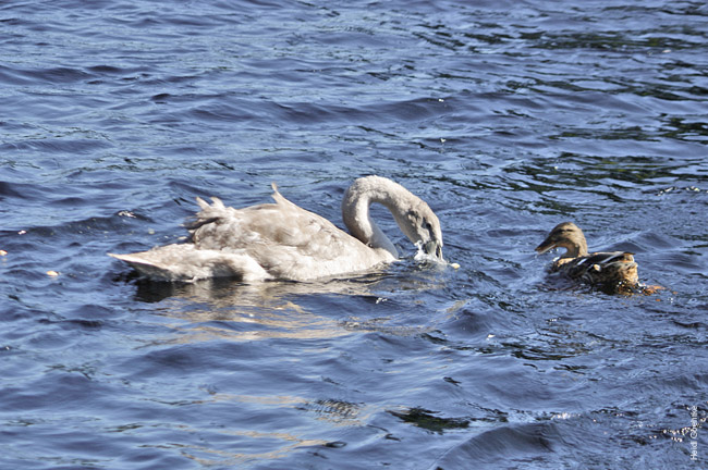 Swans at Fort Augustus 1028