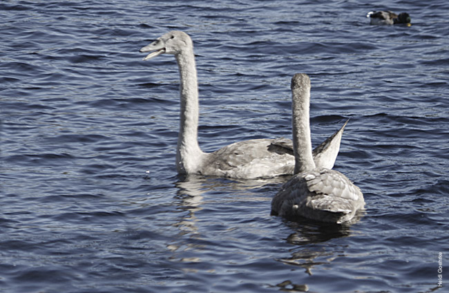 Swans at Fort Augustus 1034