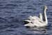 Swans at Fort Augustus 1024