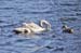 Swans at Fort Augustus 1028